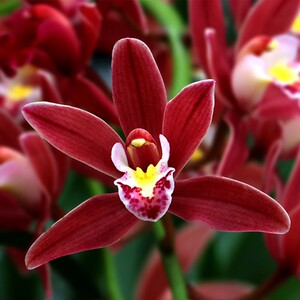 【带花苞】大花蕙兰红双喜喜庆红色浓香兰花原盆原土花卉绿植盆栽