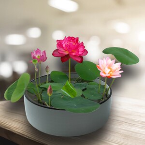 碗莲水培植物迷你四季开花盆栽室内花好养花草水生睡莲花水养花卉