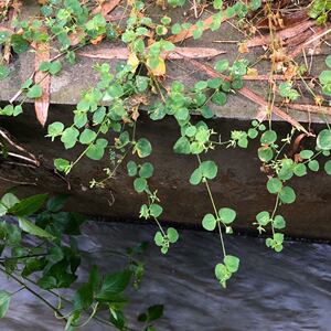野生荷莲豆草 鲜品500克 包邮穿线蛇水青草青蛇子有米菜 中草药材