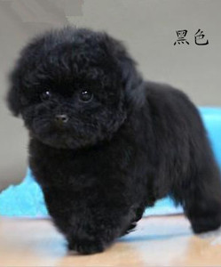 宠物狗漂白毛白剂-淘宝拼多多热销宠物狗漂白毛白剂货源拿货 - 阿里巴