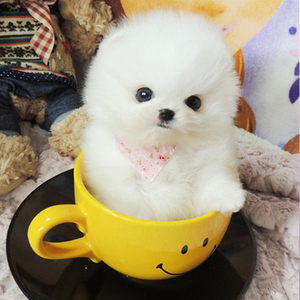 纯种博美犬幼犬茶杯犬长不大迷你袖珍俊介小型犬宠物狗狗活体幼犬