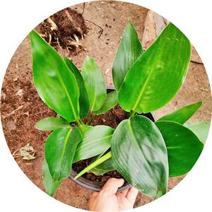 21新鹤望兰小苗土禾三号小苗20-30厘米云南鹤望兰天堂鸟