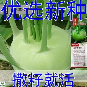 天津青苤兰种子紫苤蓝菜种籽芥兰头芥蓝球高产大田农家四季蔬菜子