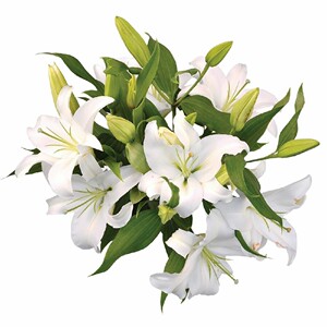 西伯利亚多头百合