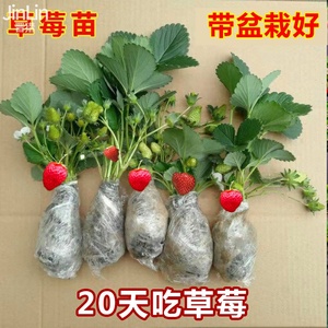 奶油草莓苗盆栽带盆带食用四季丹东红颜草莓秧新苗阳台庭院种植苗