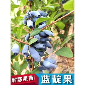 蓝靛果蓝莓山茄子黑瞎子果树苗南方北方盆景庭院种植耐寒当年结果