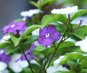 双色茉莉花盆栽带花苞花带发货盆景吸水大叶特大水养黑色绿色鸳鸯