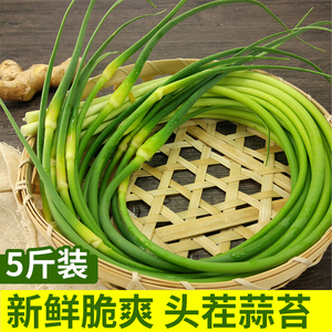 2021年新鲜现拔苍山蒜苔5斤助农家蒜薹蔬菜青菜蒜毫蒜薹嫩蒜台
