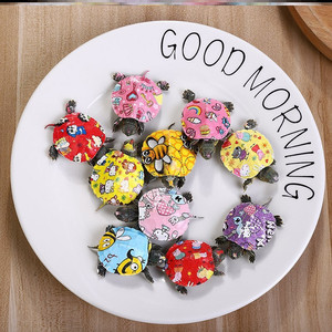 彩色乌龟 活 的 小乌龟活物 七彩乌龟活物好养彩色小乌龟活的活.