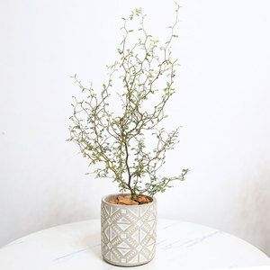 腾话园艺 只售精品 新西兰刺槐网红童飞树盆栽小孩u苦子参槐树绿