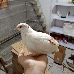 白沙维下蛋鸟鹌鹑活物白色巨型麦脱沙维适合学生养的下蛋宠物活体