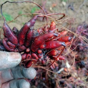 红活麻500g下单包邮,现挖贵州纯天然新鲜野生荨麻,火麻草一斤