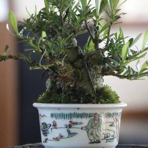 海星栀子花老桩掌上微盆景喜黛玉矮霸栀子花一寸法师茶台盆景盆.