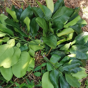 顺丰包邮新鲜柚子叶去晦气碌柚带枝叶子树叶祈福开运青团乔迁新居