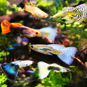 热带鱼小型观赏鱼孔雀鱼凤尾鱼冰蓝孔雀美国全红缎带胎生鱼易繁殖