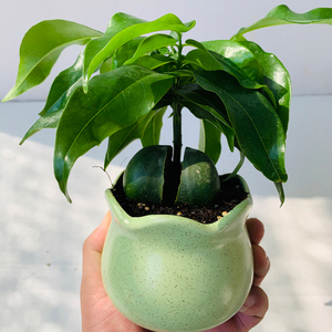 开心果绿元宝招财进宝室内植物花卉桌面办公室迷你趣味小盆栽盆景