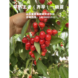嫁接新品种特早熟奇早大樱桃苗齐早樱桃树苗盆栽庭院地栽果树果苗