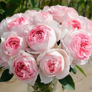 伊芙四度芳香 伊芙四号 月季花苗切花玫瑰大花浓香型根接盆栽阳台