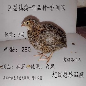 非洲黑鹌鹑种蛋