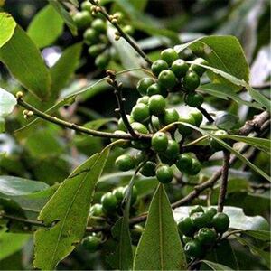 野生深山山胡椒苗,山苍子,山椒子,木树酱子,庭院盆,阳台,栽