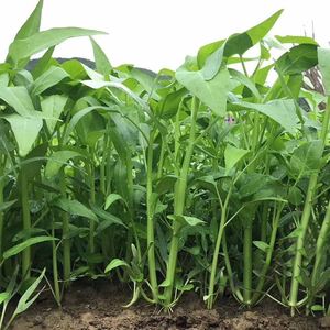 柳叶白杆空心菜