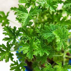 驱蚊草盆栽香叶内天竺花葵室防蚊植苗物卉花苗多年生香草苗草qwc0