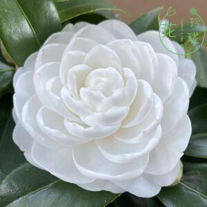 栽树苗花纯白色山茶盆带苞年宵绿植名贵珍花稀卉1117白各种种子19