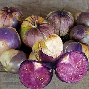 东北大果紫姑娘果种籽红菇果种子超甜台灯笼果黄姑娘果阳水果娘孑