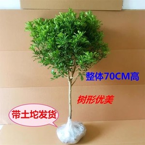 树形独杆米兰九里香盆栽花四季开花不断室内香花植物净化空气老桩