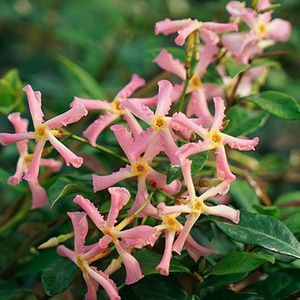 粉色风车茉莉络石藤银丝茉莉藤本植物四季芳香庭院花卉常绿阳台