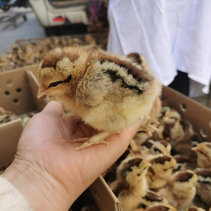 苏北土鸡苗活体正宗麻羽鸡活苗出壳小鸡雏30只装孵化场直销易成活