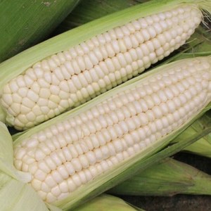 现摘现发白糯玉米棒新鲜农家自种带壳黏粘玉米蔬菜生鲜山东头茬