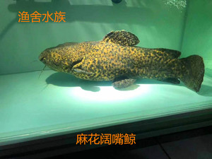 麻花阔嘴鲸鱼大嘴鲸黒肚黑魔鲸绿魔鲸 颈鳍鲶科 淡水鲸鱼魔鬼猛鱼