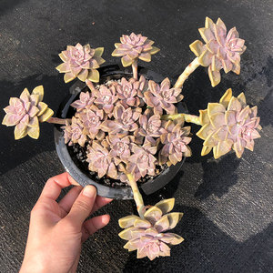 多肉植物阿伦培一物一拍整桩多头群生大颗好养室内绿植花卉盆栽