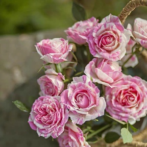 薄荷冰糕/薄荷冻糕 (peppermint parfait)阳台四季庭院微型月季