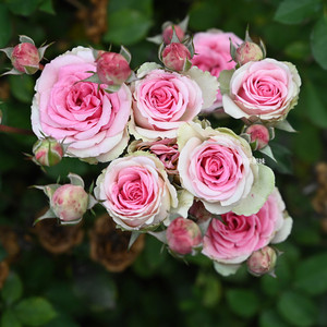 小伊甸园月季灌木