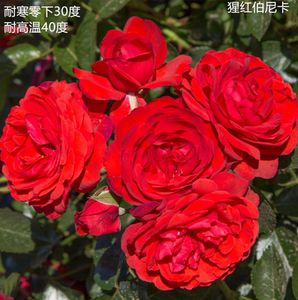 深圳红抗寒耐热 猩红伯尼卡月季 大花抗病好盆栽低维护月季花苗