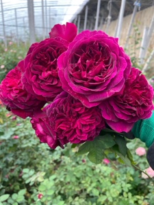 曼斯特德伍德(munstead wood) 黑伍德深红色天鹅绒月季花花卉苗