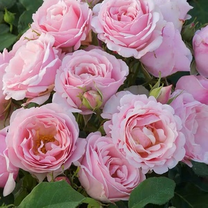 法国戴尔巴德delbard月季花情书玫瑰国度的天使大花浓香月季花苗