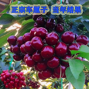 车厘子树苗樱桃树苖当年结果盆栽特大南方种植智利四川黑珍珠果树