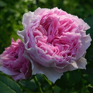 花园花园花卉水灵5加大苗之梦梦幻花园灌木月季盆栽四季