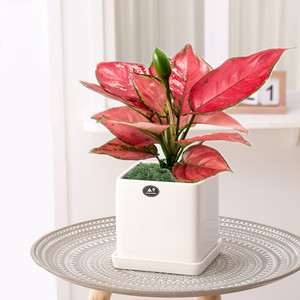 吉利红如意皇后盆栽办公室内花卉红叶子净化空气绿植彩叶植物好养