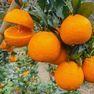 石棉汉源新鲜共10斤整箱酸甜汁多现摘应季四川特产大果青果黄果柑