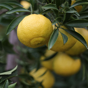 新上市象山青春香柠檬黄桔子新鲜金柚黄金贡柚香柚小柚子黄柚橘子