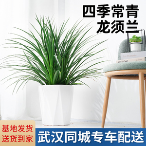 武汉同城龙须兰室内净化空气客厅家用盆栽绿植四季常青吸甲醛植物