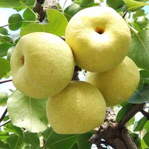 梨子 新鲜 5 福建省建宁县黄花梨翠冠梨农家土特产沙梨砂梨水