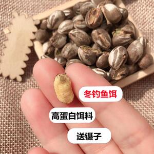 *杨拉罐东北冬天冬季冰钓鱼神器黑科技鲤鲫鱼窝料饵料黑坑偷驴专