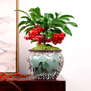 富贵籽盆栽室内外耐寒黄金万两植物吉祥富贵带果绿植盆景摆件