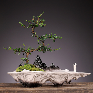 小叶福建茶盆景创意造型植物摆件室内外常青观赏桌面绿植造景盆栽