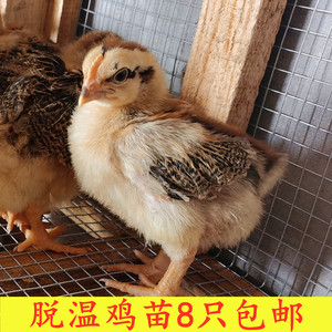 脱温鸡苗小鸡苗土鸡苗青年鸡苗半大鸡苗童子鸡鸡幼苗鸡雏鸡仔麻鸡